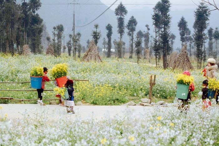 Golden mustard field in Lung Cu cultural village